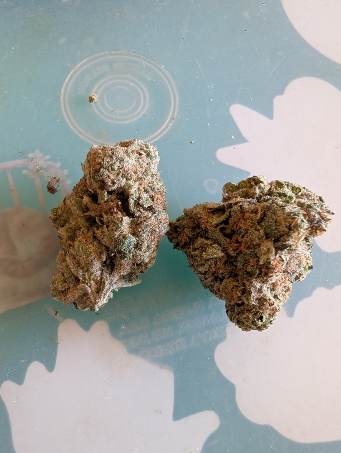 Close-up of dried medical cannabis flower.